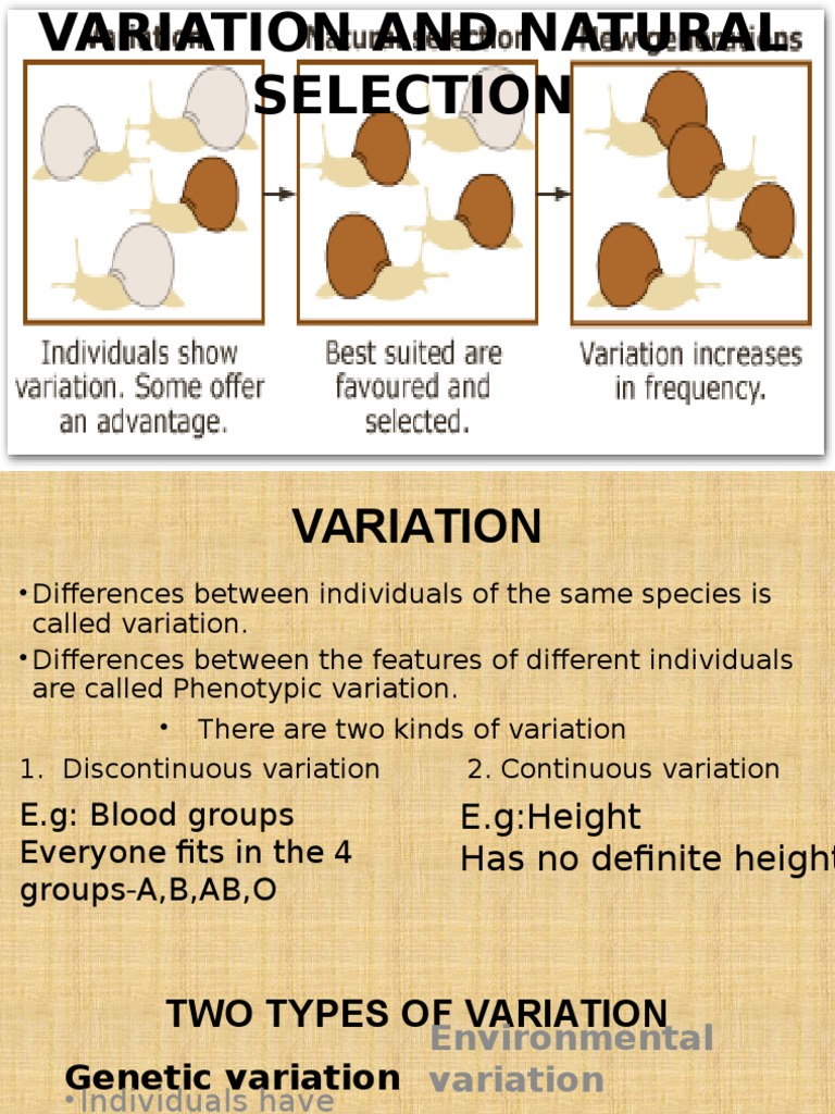 Variation and Natural Selection Explained | PDF | Mutation | Sickle ...