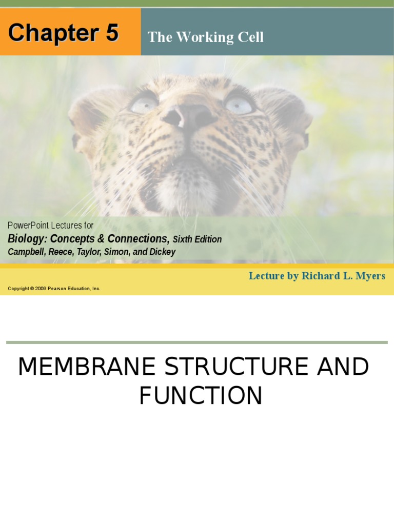Biology Chapter 5 Osmosis and Enzymes PDF Cell Membrane Osmosis