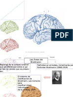 Areas de Brodmann