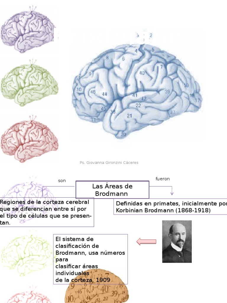 Áreas de Brodmann y su Función Cerebral | PDF | Neocortex | Corteza ...