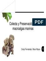 Colecta Preservacion Macroalgas Marinas