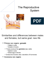 The Reproductive System 2
