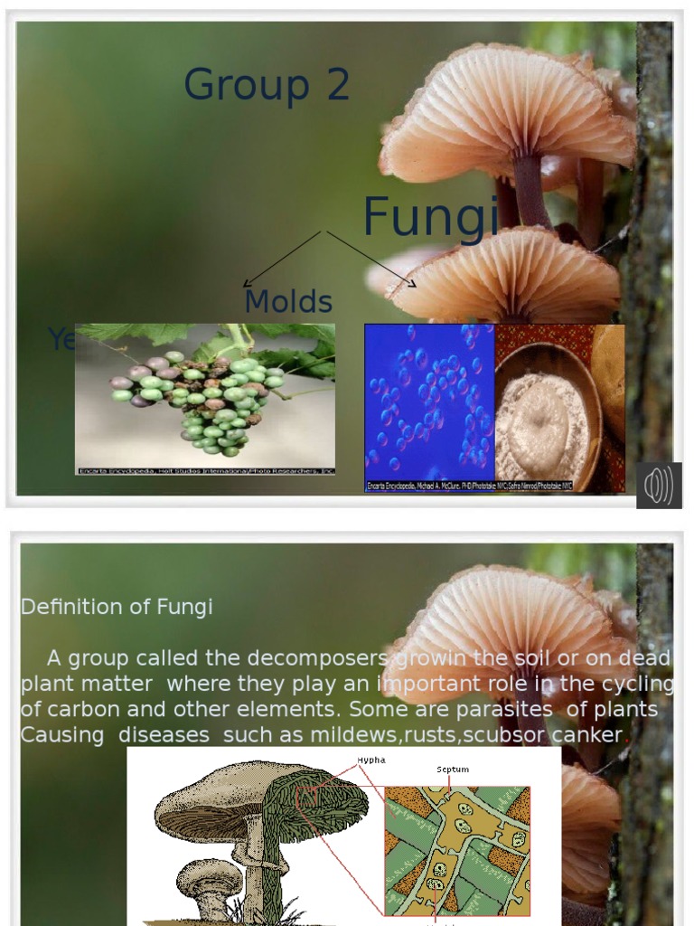 Fungi Types Uses Molds Yeasts | PDF | Yeast | Mold