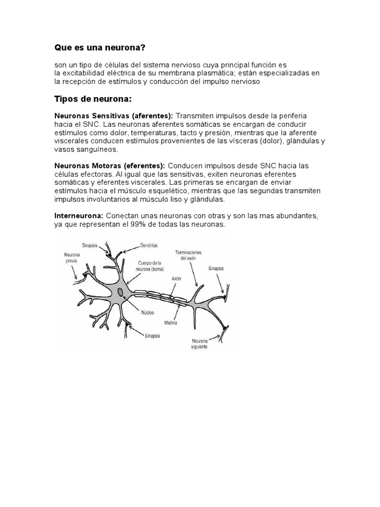 Tipos y funciones de las neuronas | PDF | Sinapsis | Neurona