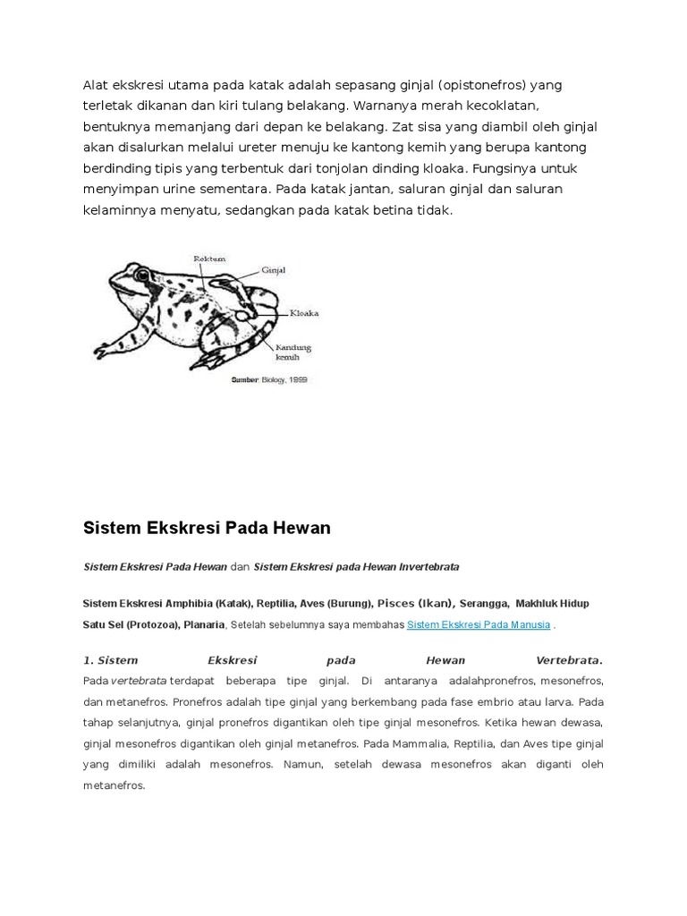 Download 57 Gambar Ginjal Pronefros Terbaru HD