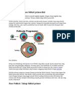 Tahap Folikel