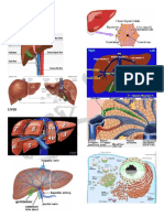 Approach To Liver Disease