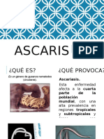 Ascaris