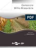 Consórcio milho-braquiária.pdf