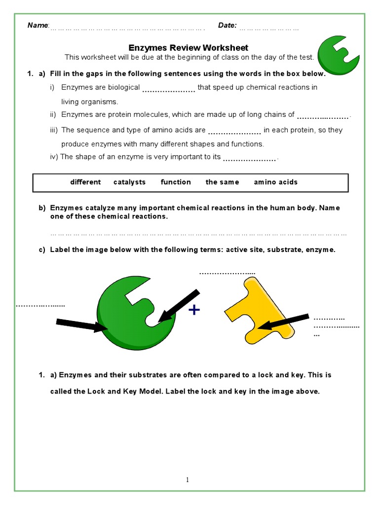enzymes review packet 2 Digestion Active Site
