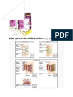 Intercellular Connection