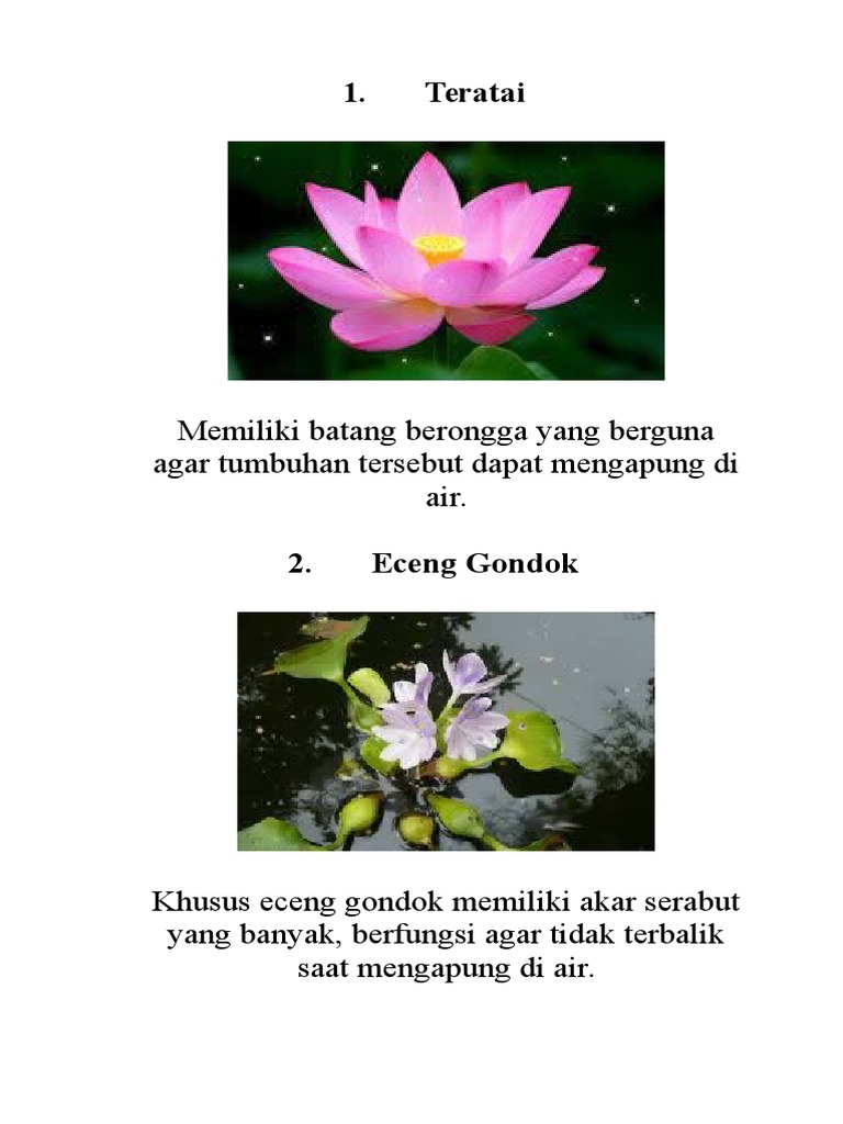1 Teratai Memiliki Batang Berongga Yang Berguna Agar Tumbuhan Tersebut Dapat Mengapung Di Air