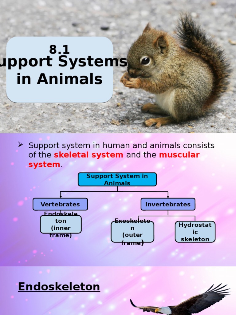 Support Systems in Animals Overview | PDF | Skeleton | Zoology