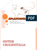 Anvet I - 10- Splanchnologi 3 - Sistem Urogentalia