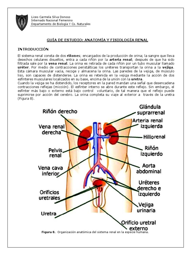 3°_Guía de estudio_anatomía y fisiología renal Riñón Orina