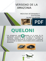 Exposicion de Quelonios en La Amazonia Colombiana