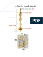 Columna Vertebral y Medula Espinal