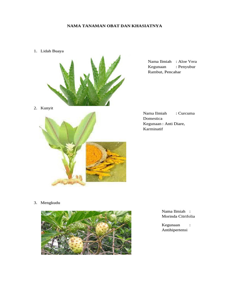 Tren Untuk Nama Tanaman  Herbal Bunga Hias