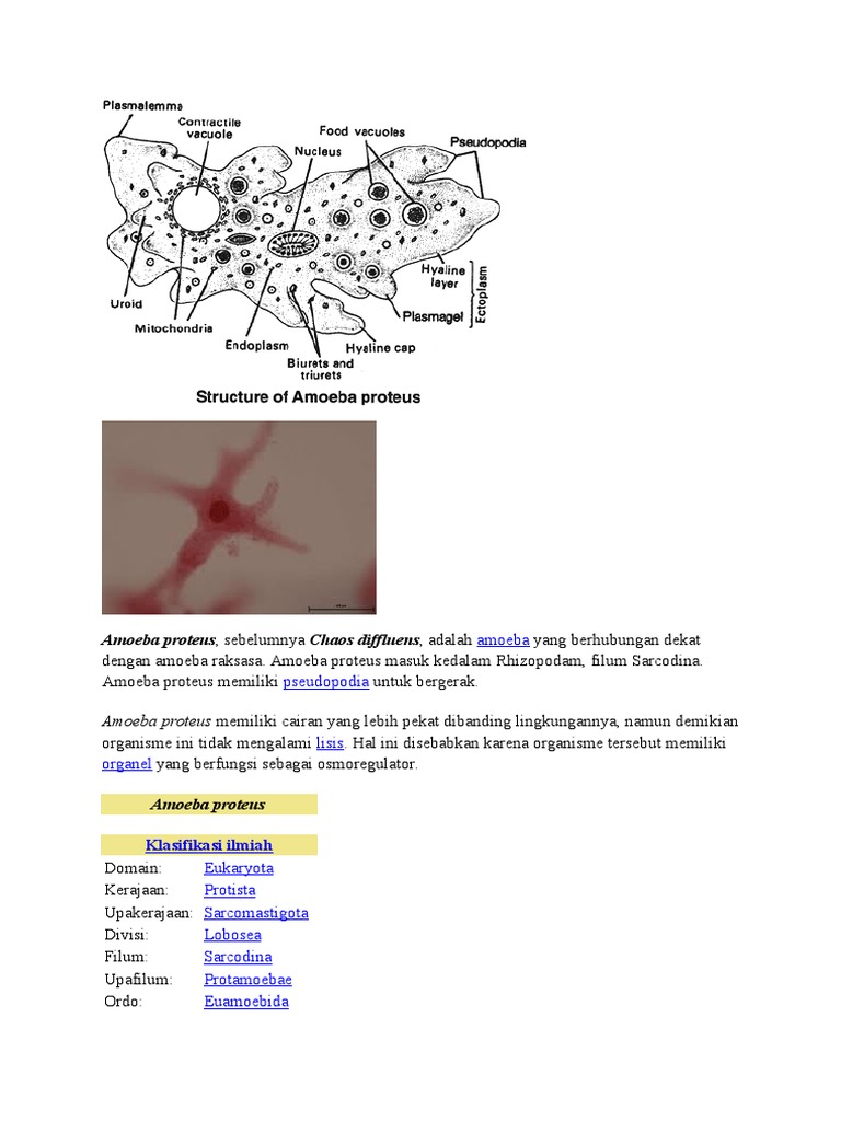 6600 Koleksi Gambar Hewan Amoeba Proteus Terbaru
