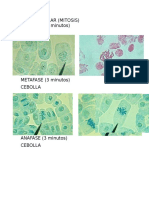 Mitosis