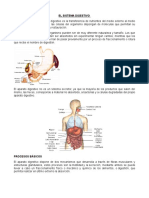 Estructura Del Aparato Digestivo Reproductores Lactancia 2