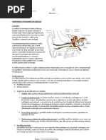 Otorrinolaringologia - Resumo Completo