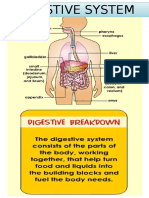 Digestive System