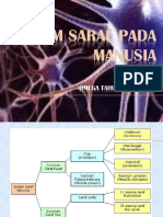 Anatomi Dan Fisiologi saraf