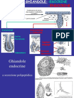 2015 Ghiandole Endocrine PDF