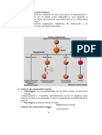 Reparación tisular, regeneración y cicatrización: tipos y procesos