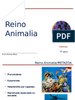 Reino Animalia Porif