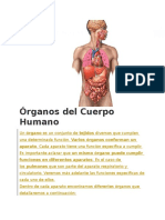 Órganos Del Cuerpo Humano