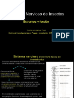 Sistema Nervioso Insectos Estructura Función