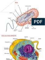 248697005-CELULA