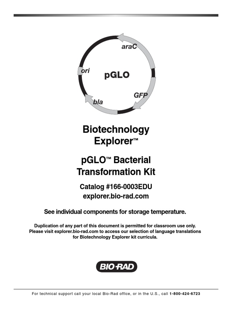Pglo Student Version | Transformation (Genetics) | Base Pair