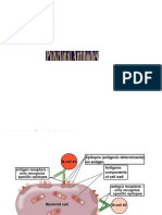 Antibody Production