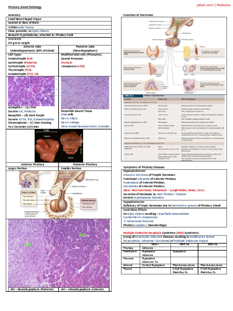 Pituitary Gland Pathology | PDF | Pituitary Gland | Endocrine System
