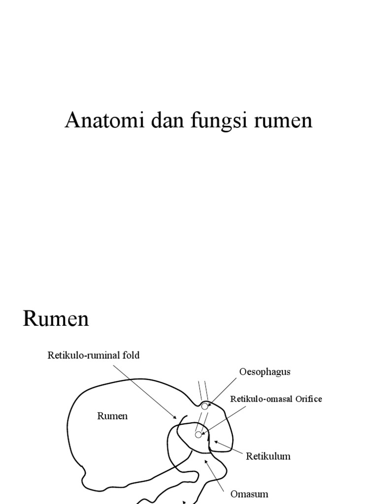Anatomi dan Fungsi Rumen Sapi | PDF