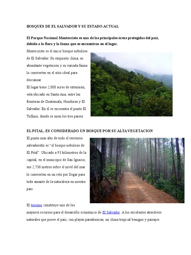 Imagen gratis: fauna ciervo, cuerno, madera, asta, bosque, animal, image size:768x1024