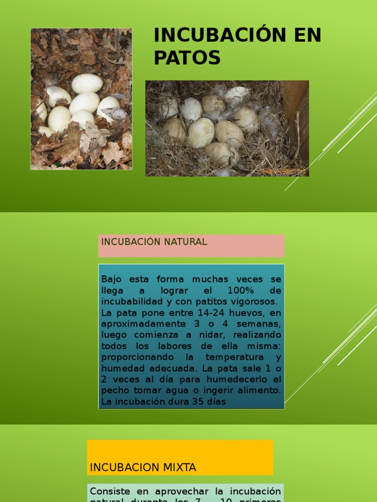 Incubación de Huevos de Pato: Guía Completa | PDF | Humedad | Huevo