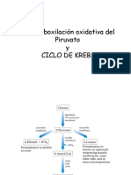 Ciclo de Krebs