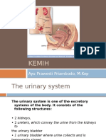 The Urinary System: Causes and Symptoms of Urinary Tract Infections (UTIs