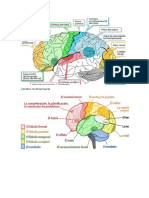 Cerebro Multisensoral