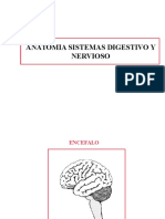 Anatomia SN SD