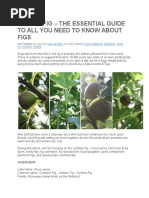 Dig the Fig – the Essential Guide to All You Need to Know About Figs