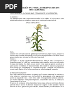Coordinación Anátomica y Fisiológica de Los Vegetales
