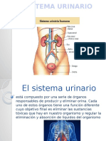 Sistema Urinario