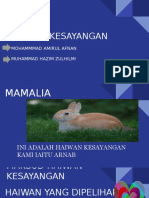 Haiwan Kesayangan