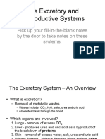 The Excretory and Reproductive Systems: Pick Up Your Fill-In-The-Blank Notes by The Door To Take Notes On These Systems