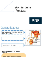 Anatomía de La Próstata